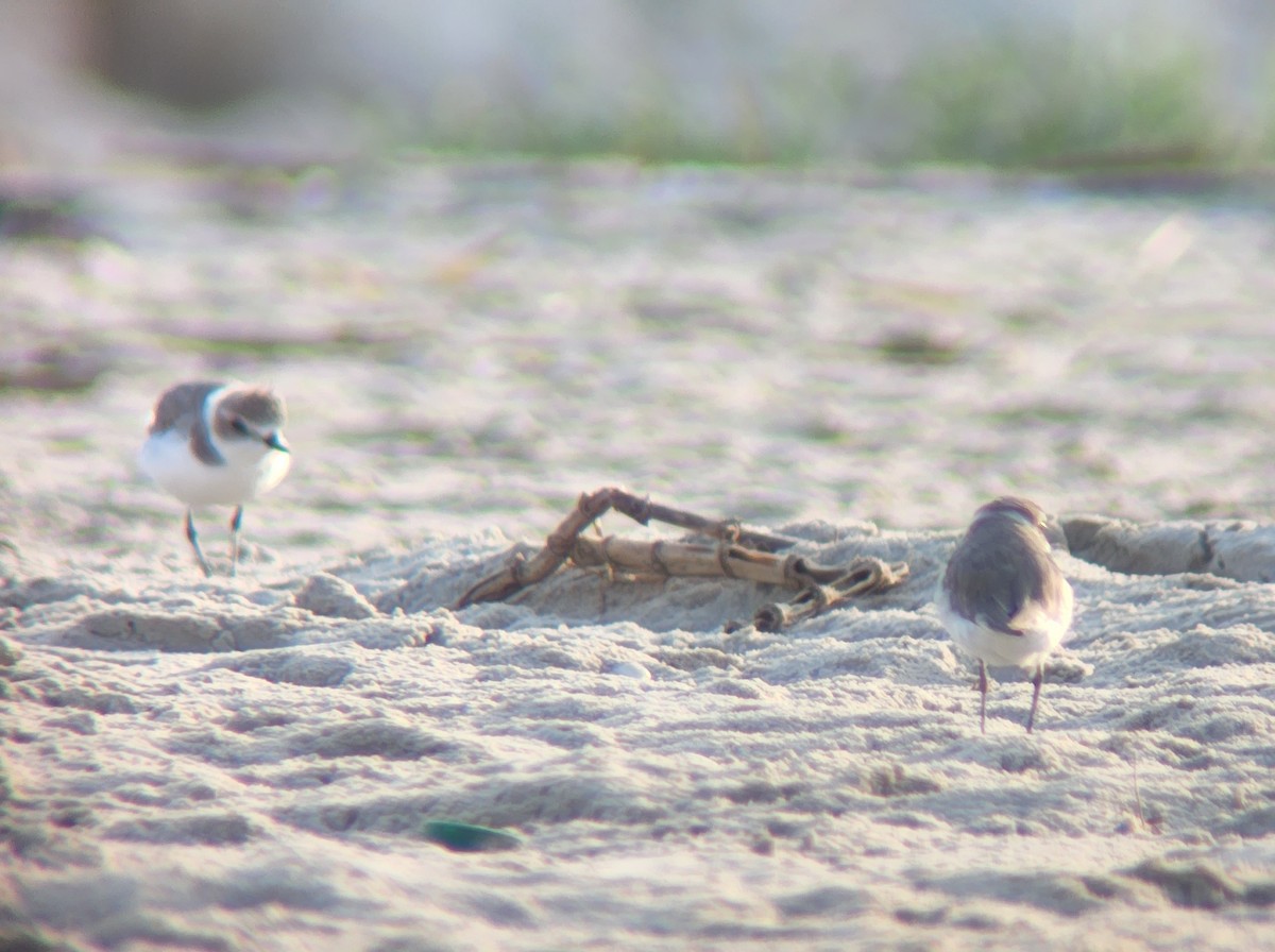 Kentish Plover - ML623435354