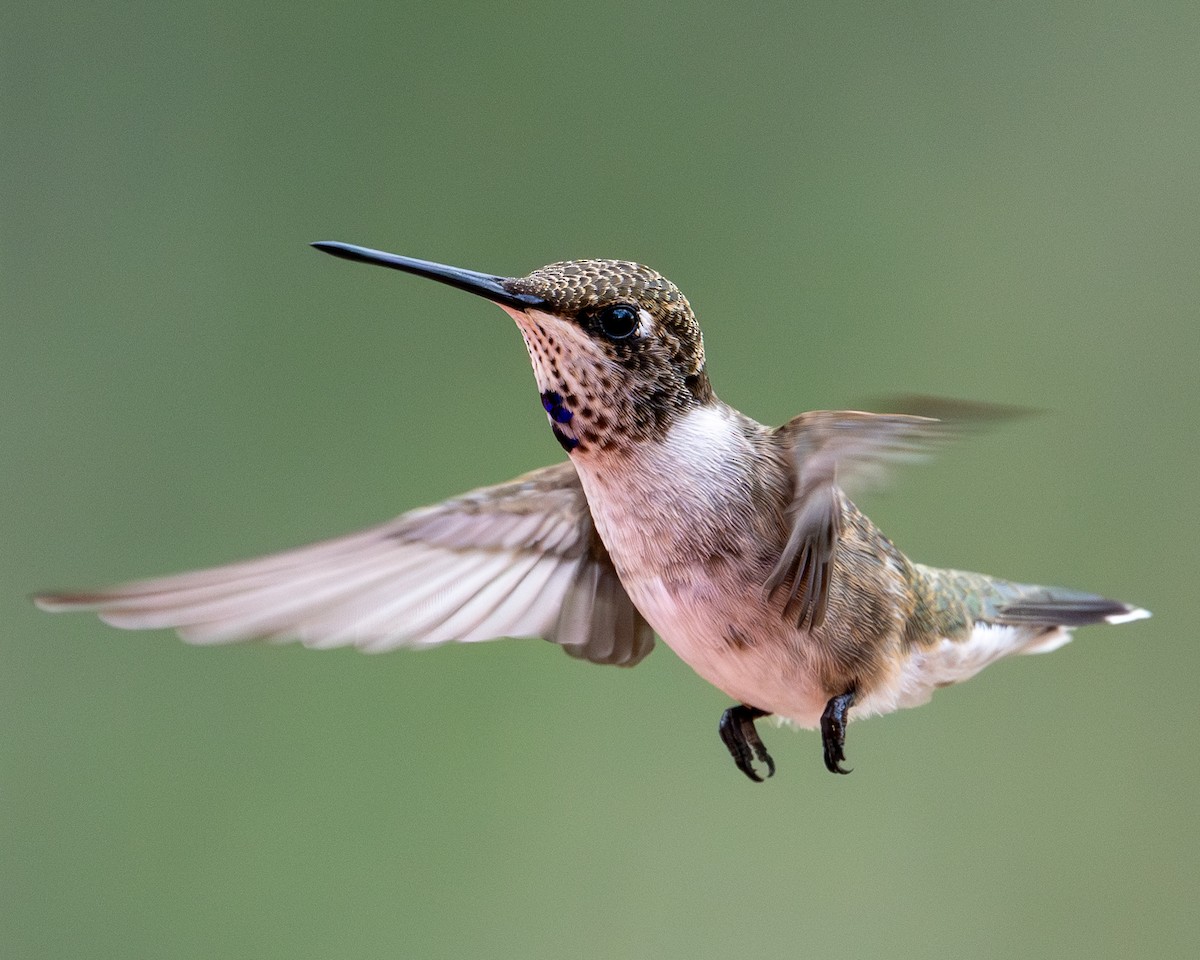 Black-chinned Hummingbird - ML623435387