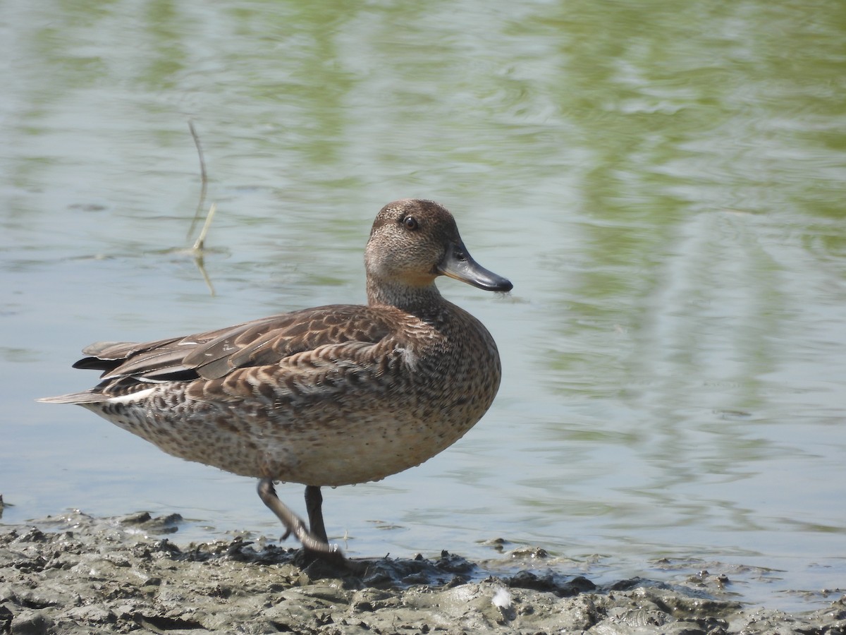 Green-winged Teal - Miroslav Repar