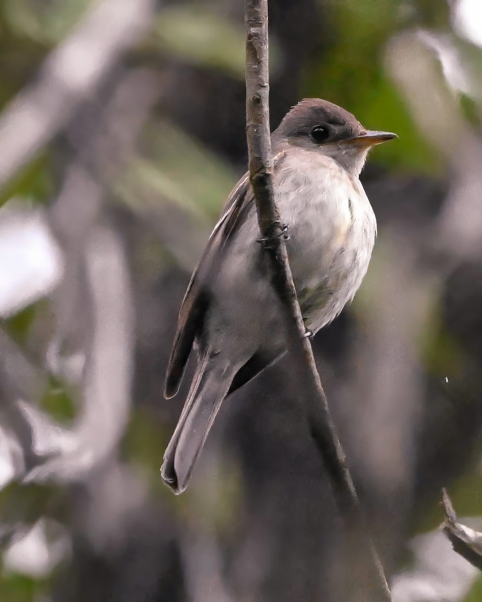 Eastern Wood-Pewee - Renee Rusk