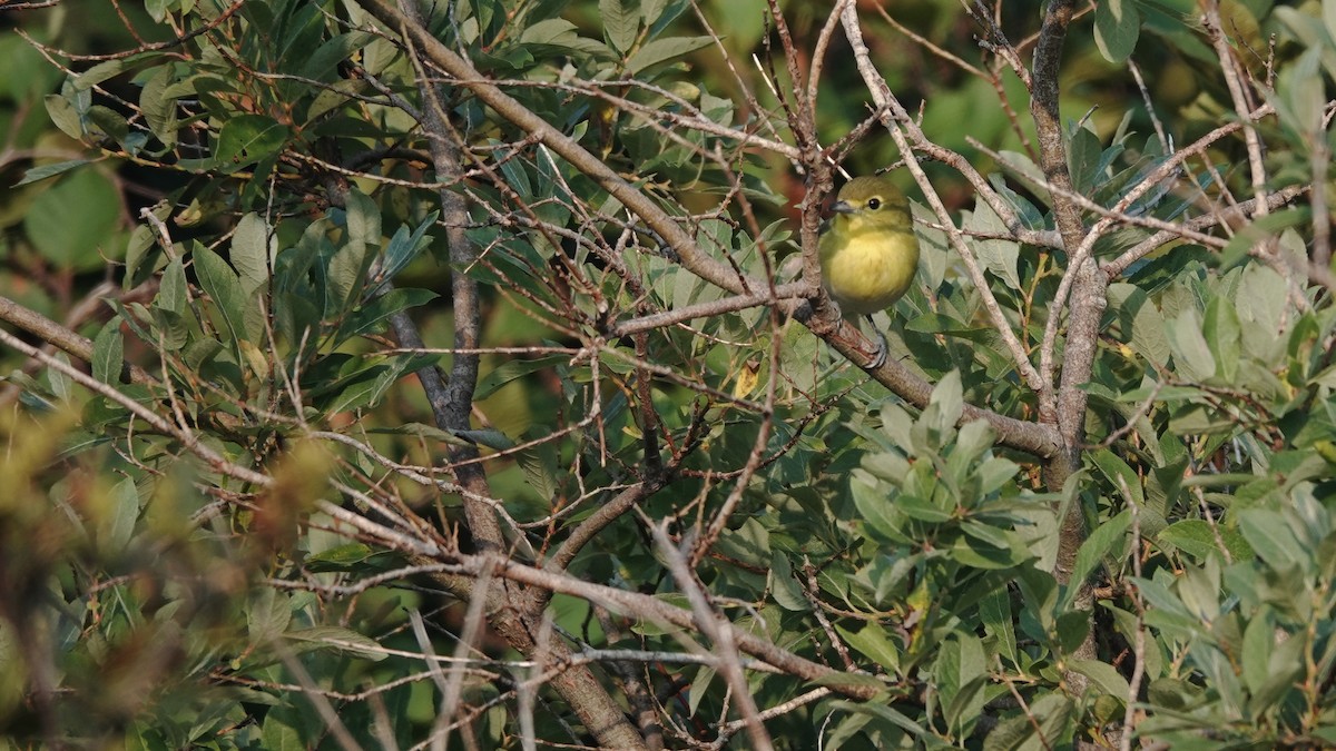 Yellow-throated Vireo - ML623435467