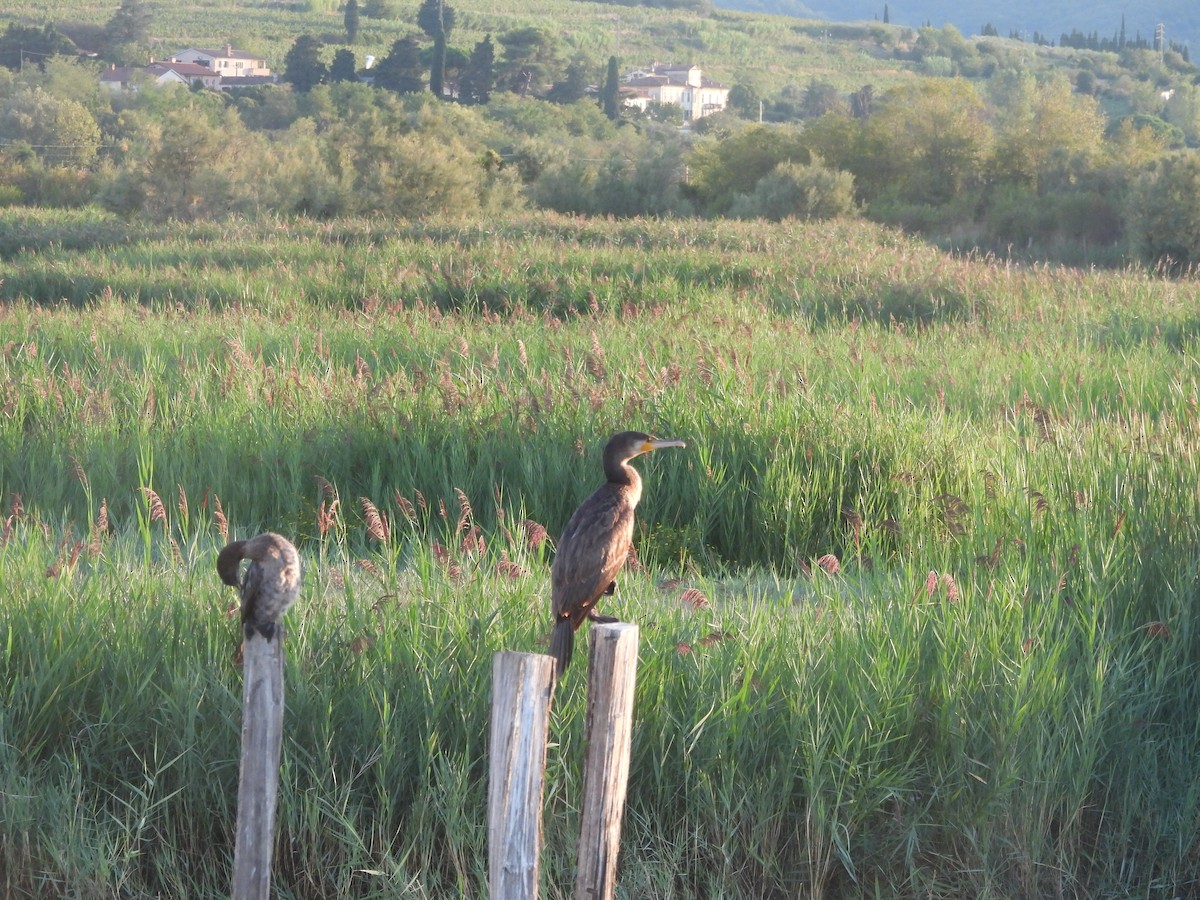 Cormorán Grande - ML623435524