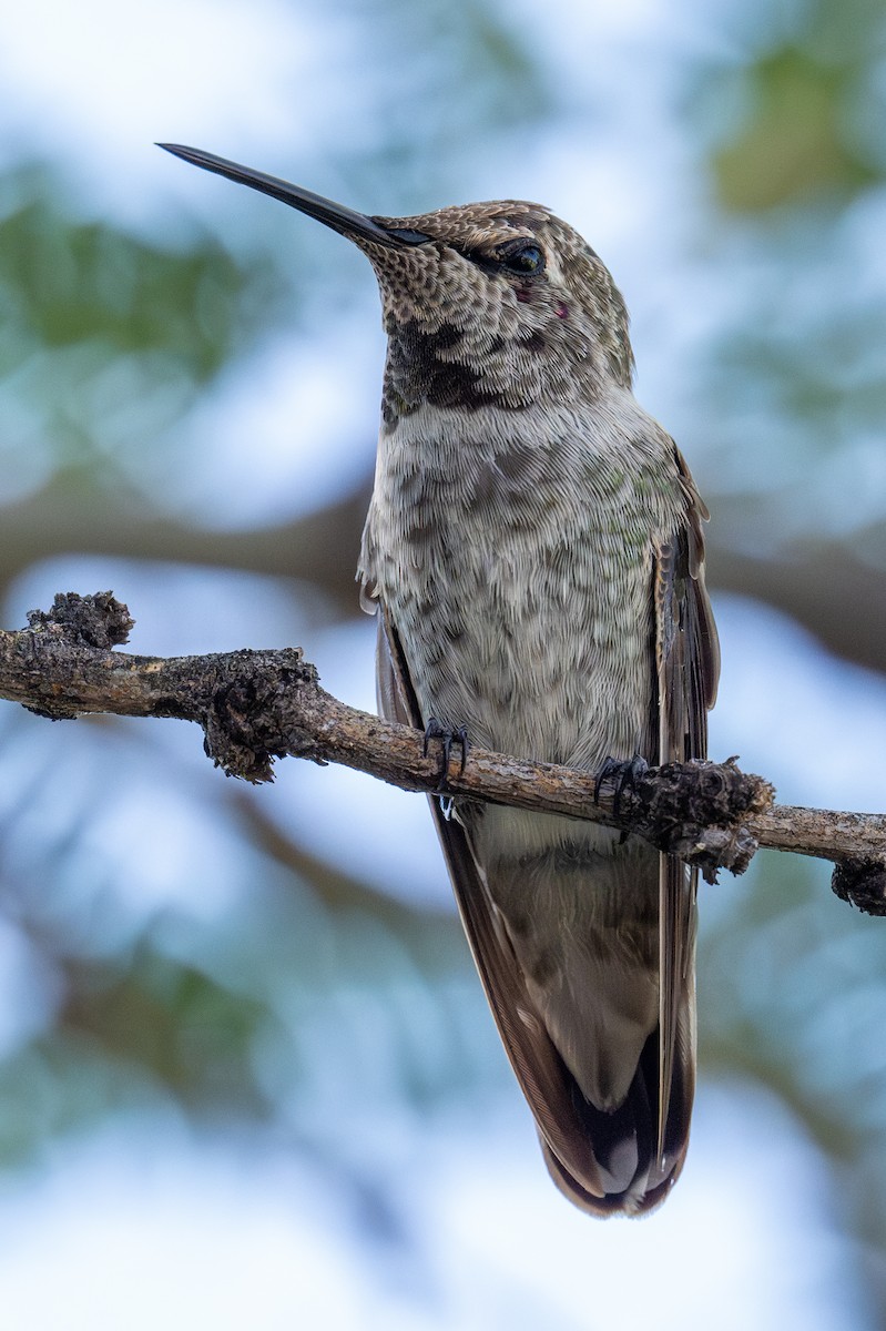 Colibrí de Anna - ML623435531