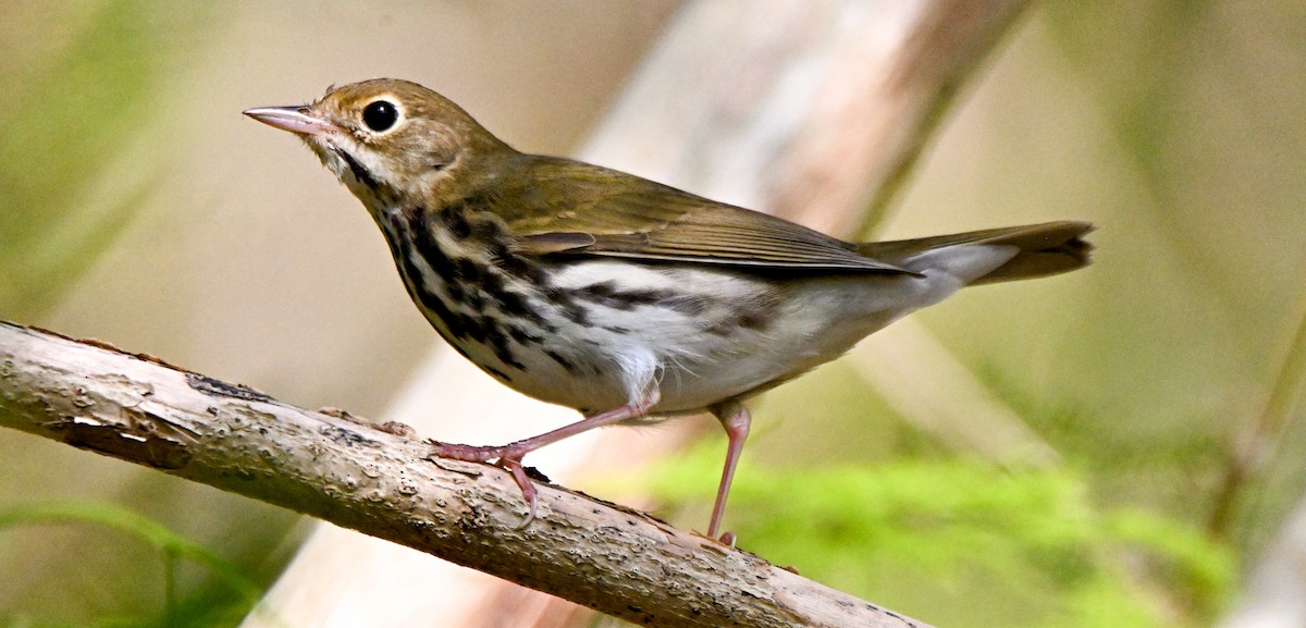 Ovenbird - ML623435572