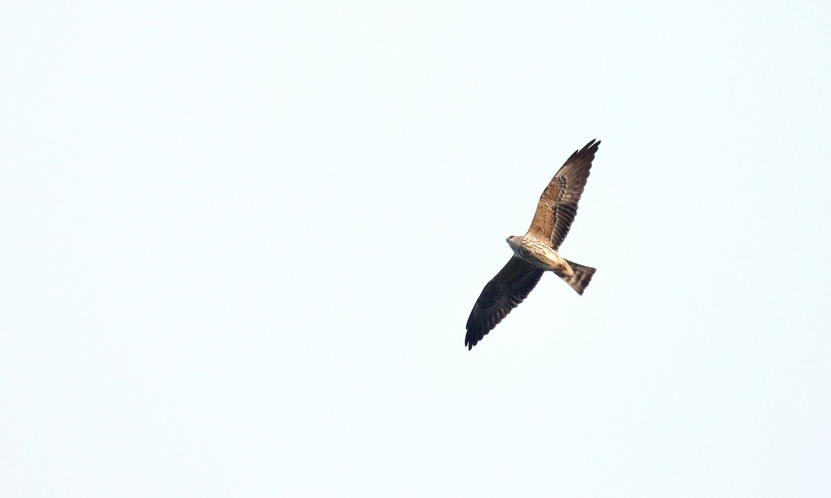 Mississippi Kite - ML623435576