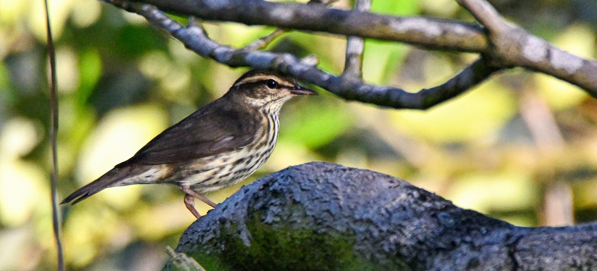 Northern Waterthrush - ML623435577