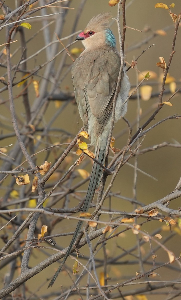 Blue-naped Mousebird - ML623435601