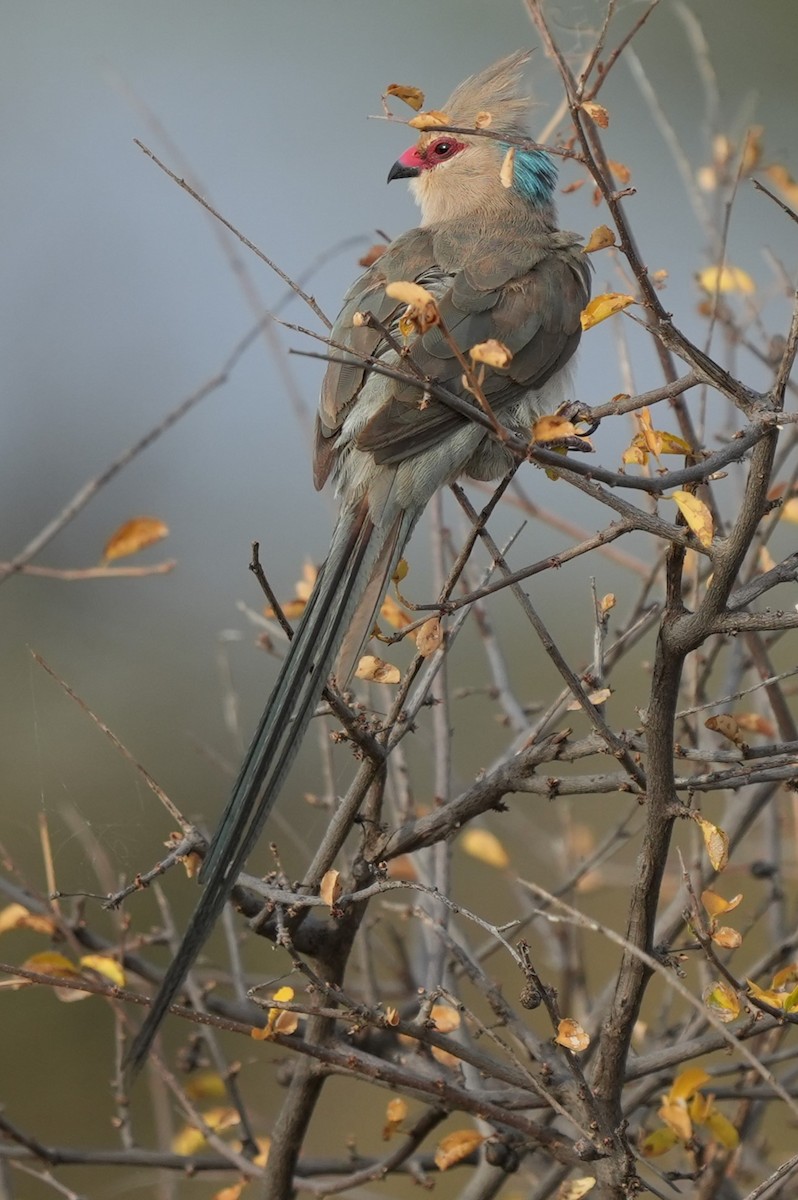 Blue-naped Mousebird - ML623435602