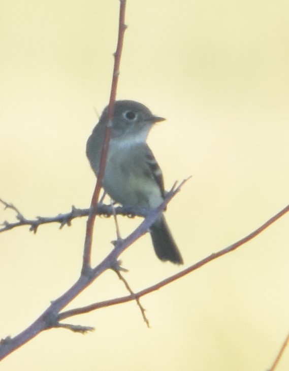 Least Flycatcher - ML623435607