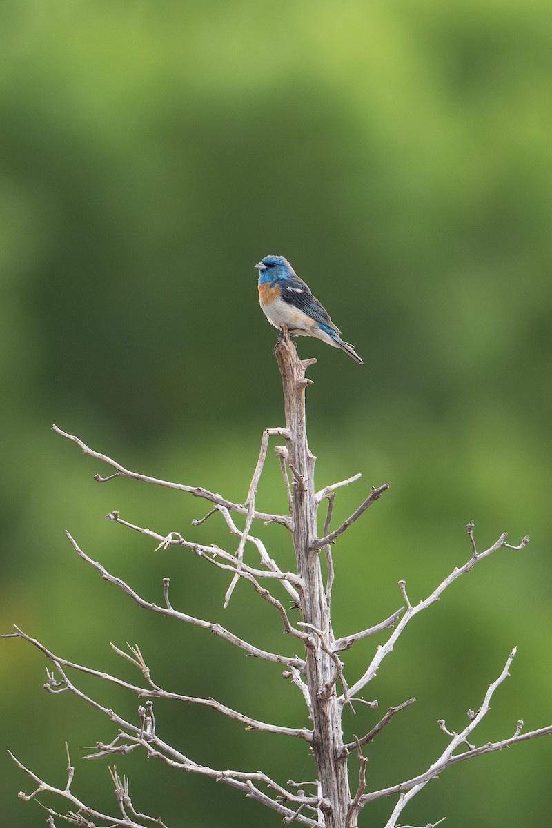 Lazuli Bunting - ML623435619