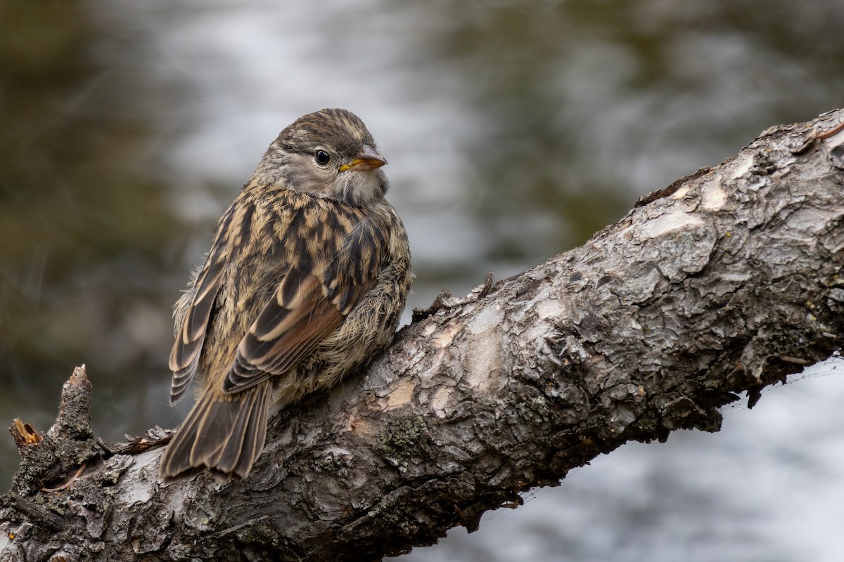 White-crowned Sparrow - ML623435656