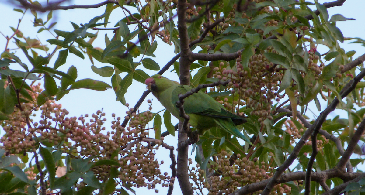 Rose-ringed Parakeet - ML623435685