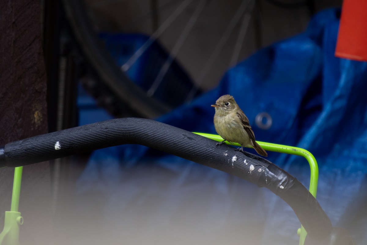 Western Flycatcher - ML623435707