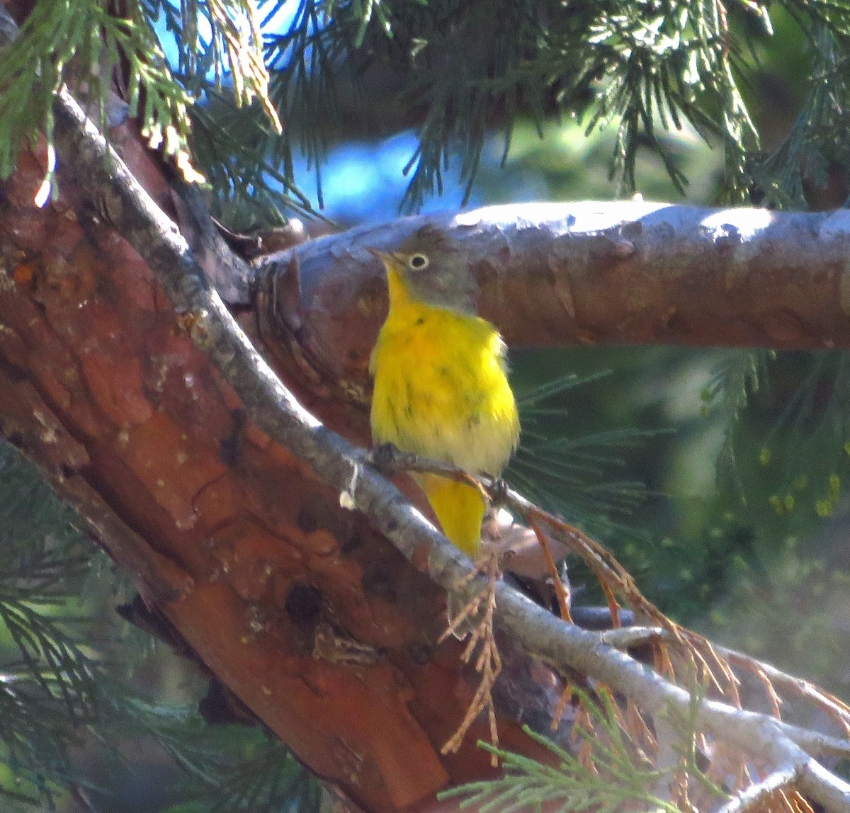 Nashville Warbler - ML623435732