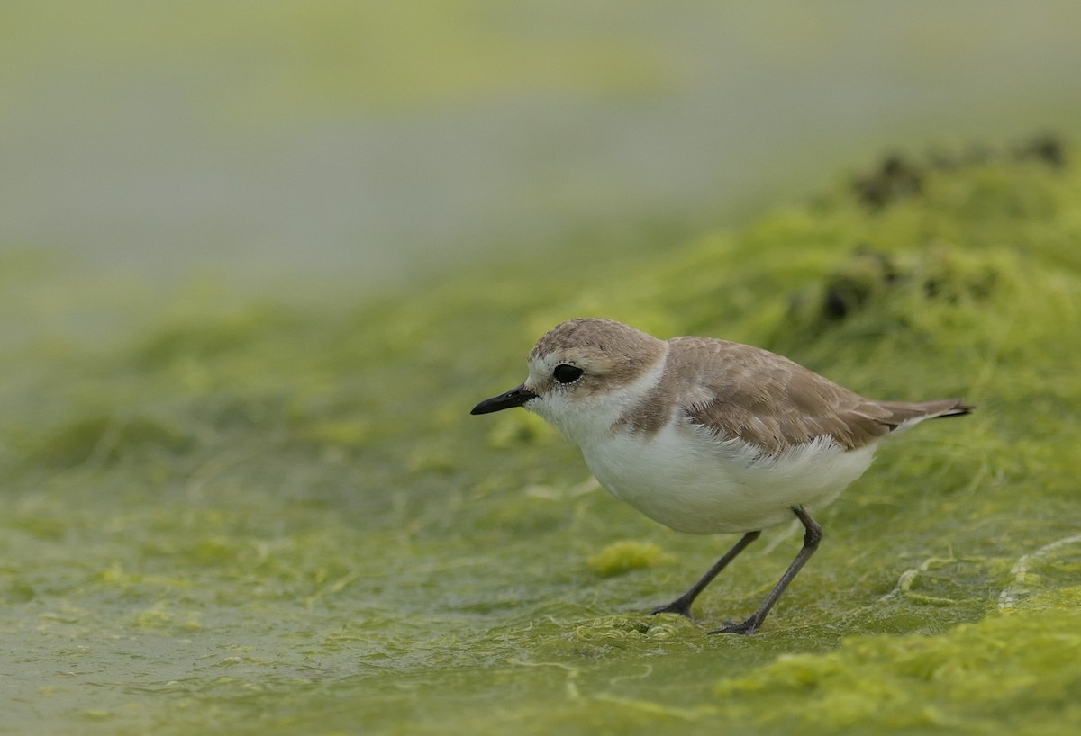 Kentish Plover - ML623435776