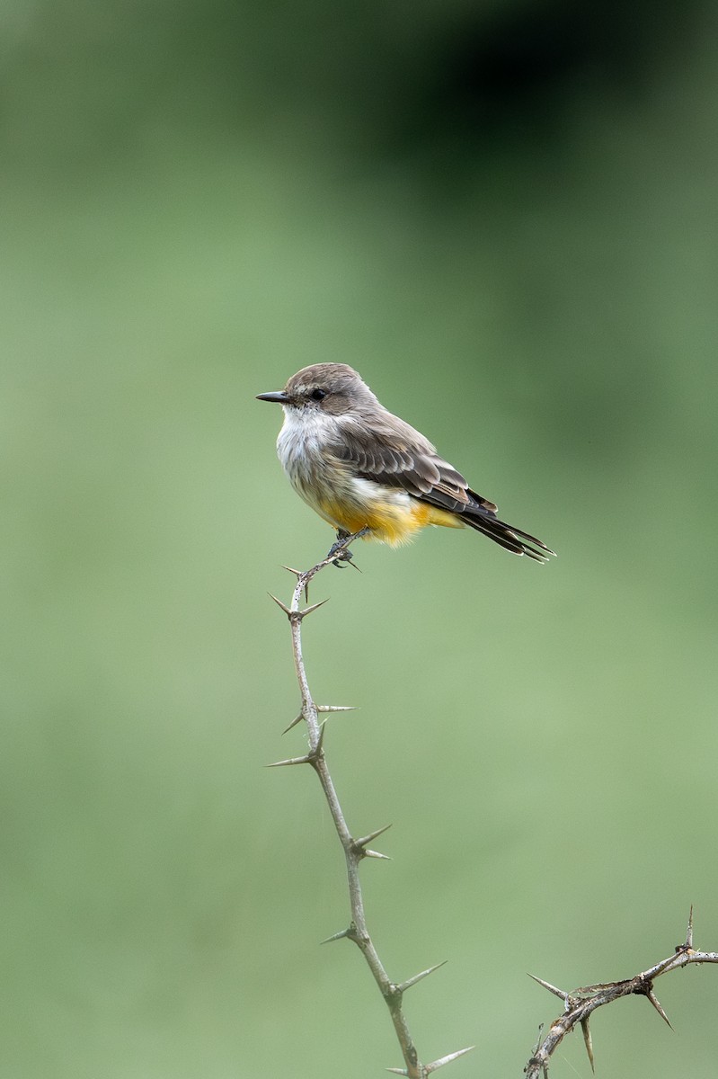 Vermilion Flycatcher - ML623435785