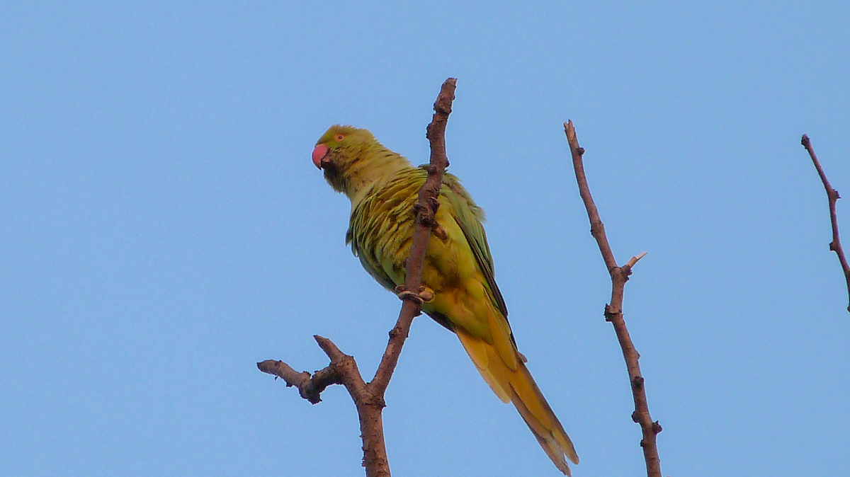 Rose-ringed Parakeet - ML623435786