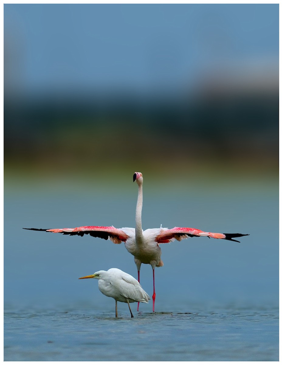 Greater Flamingo - ML623435787