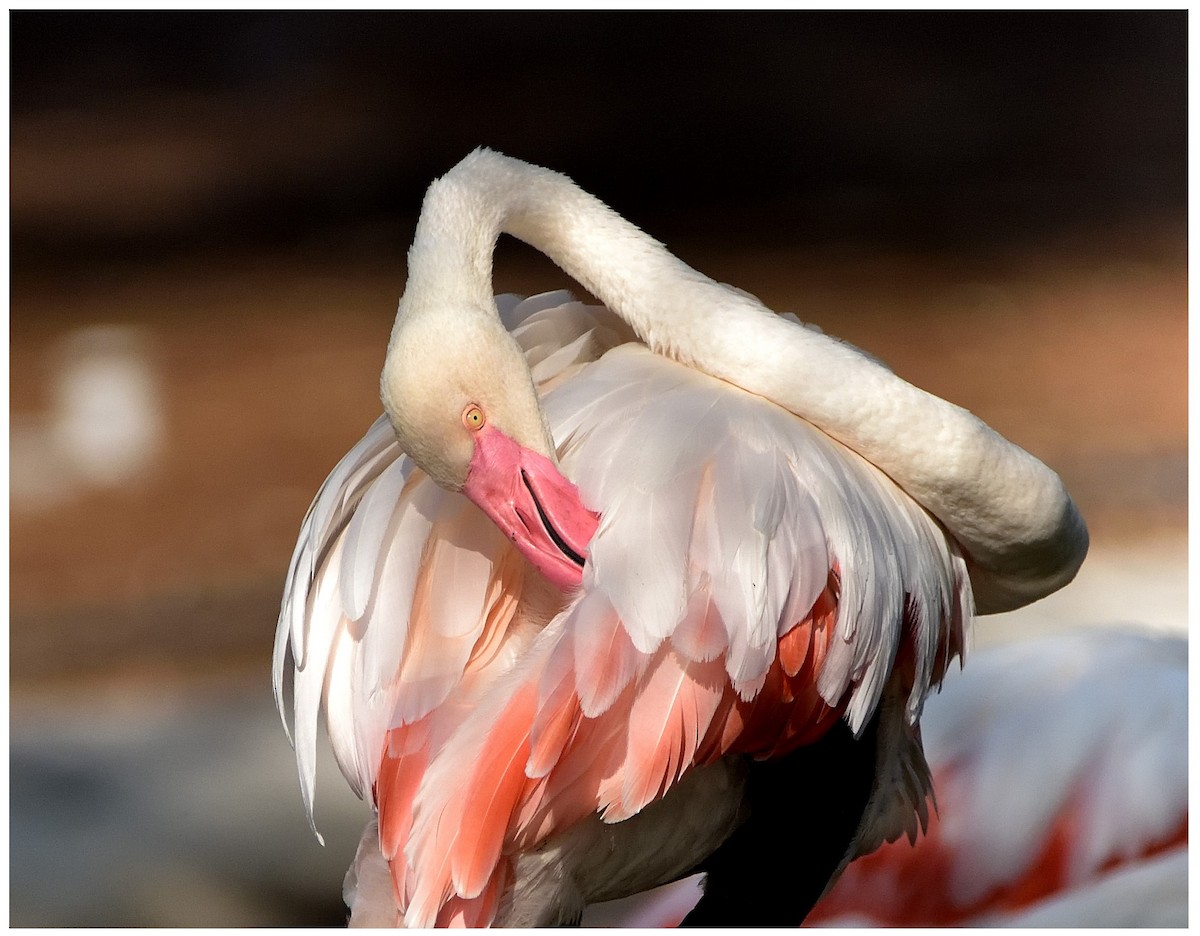 Greater Flamingo - ML623435788