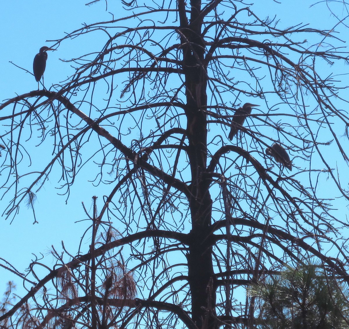 Great Blue Heron - Denise Wight