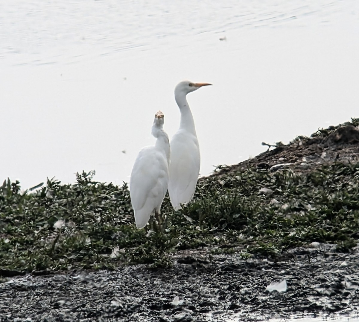 Western Cattle Egret - Brendan Doe