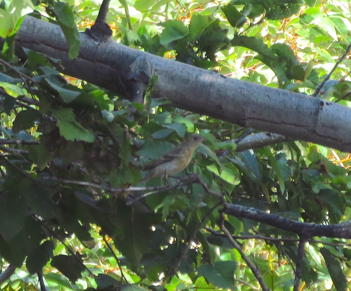 Lazuli Bunting - ML623435826