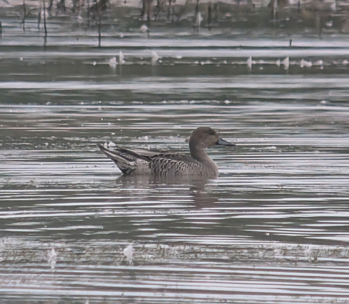 Northern Pintail - ML623435833