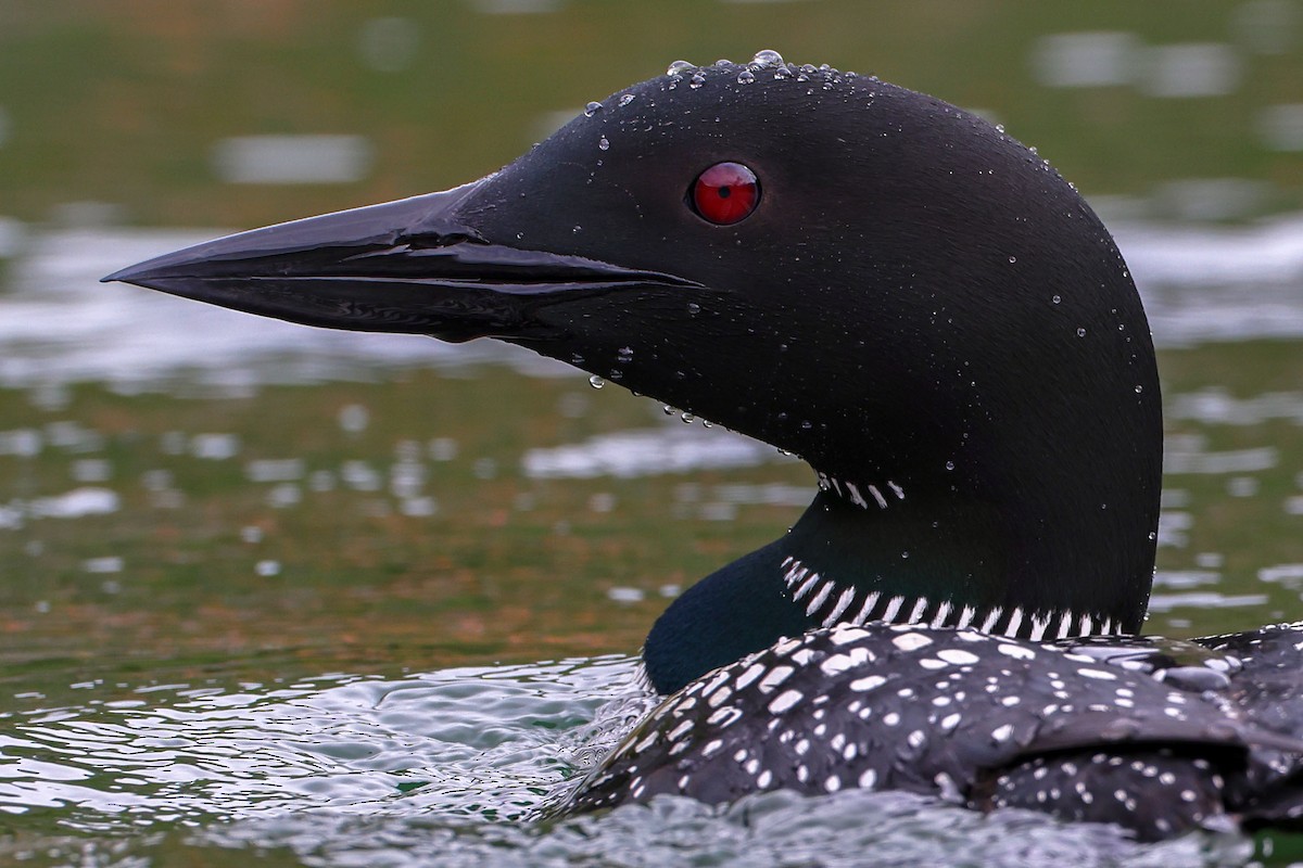 Common Loon - ML623435838