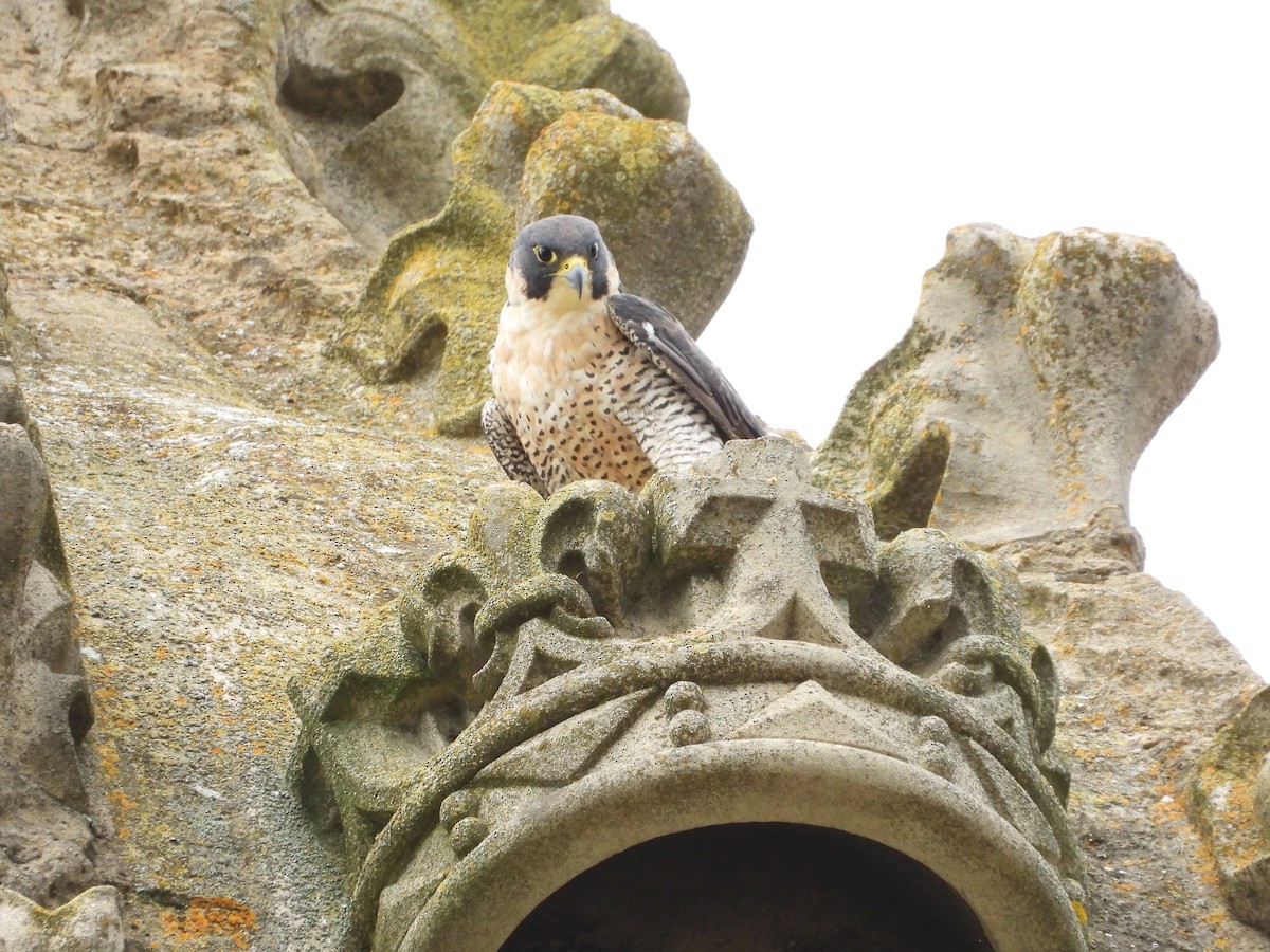 Peregrine Falcon - ML623435873