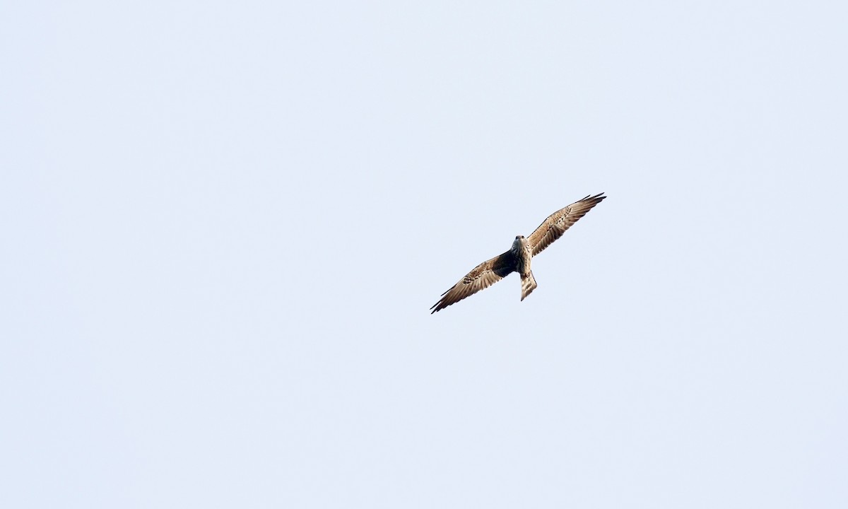 Mississippi Kite - ML623435889