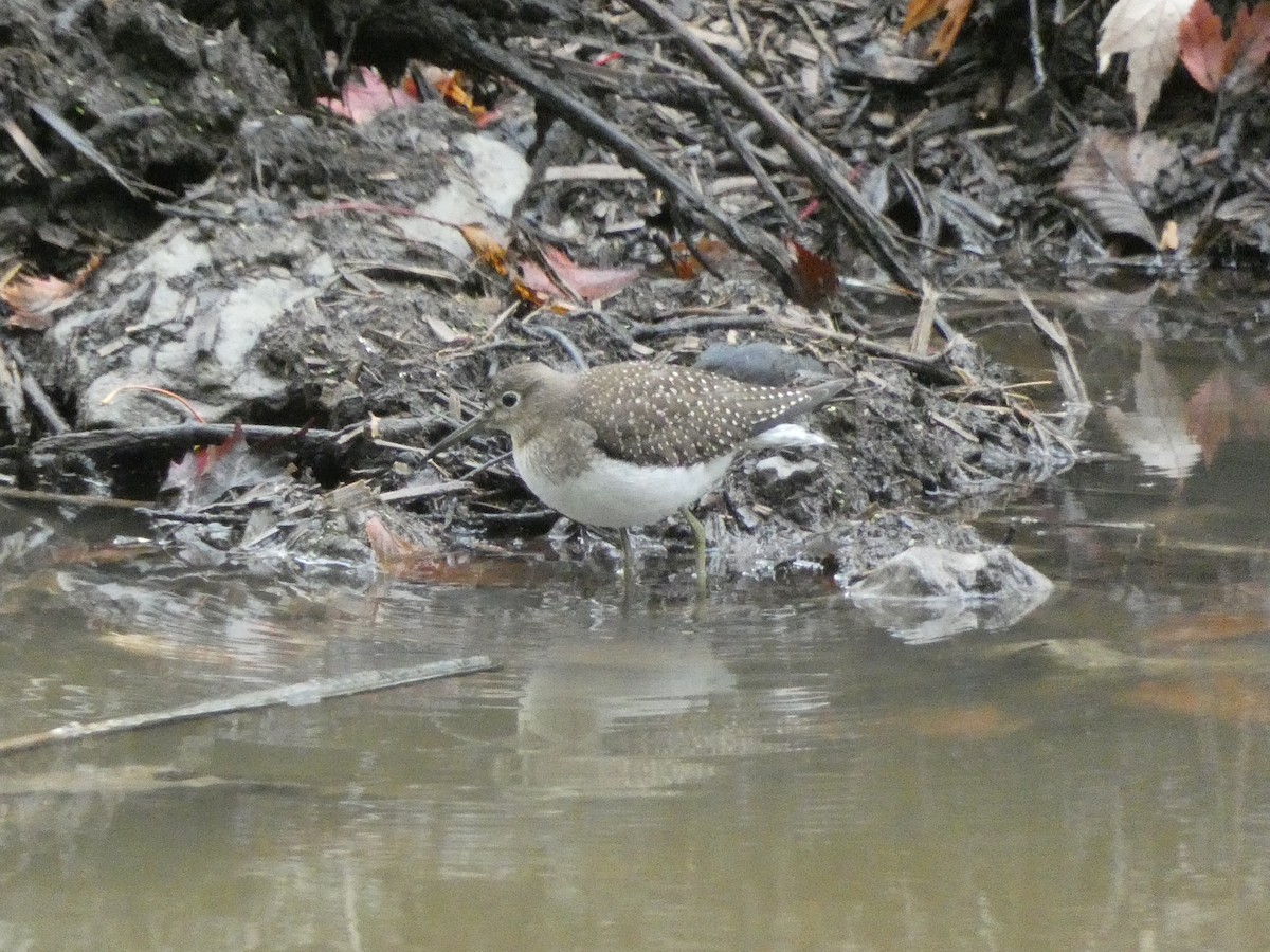 Solitary Sandpiper - Marcel Gahbauer