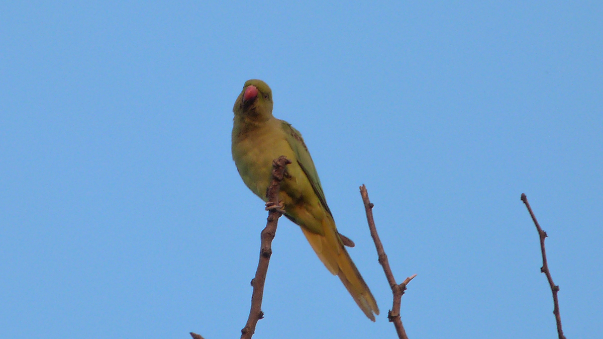 Rose-ringed Parakeet - ML623435929