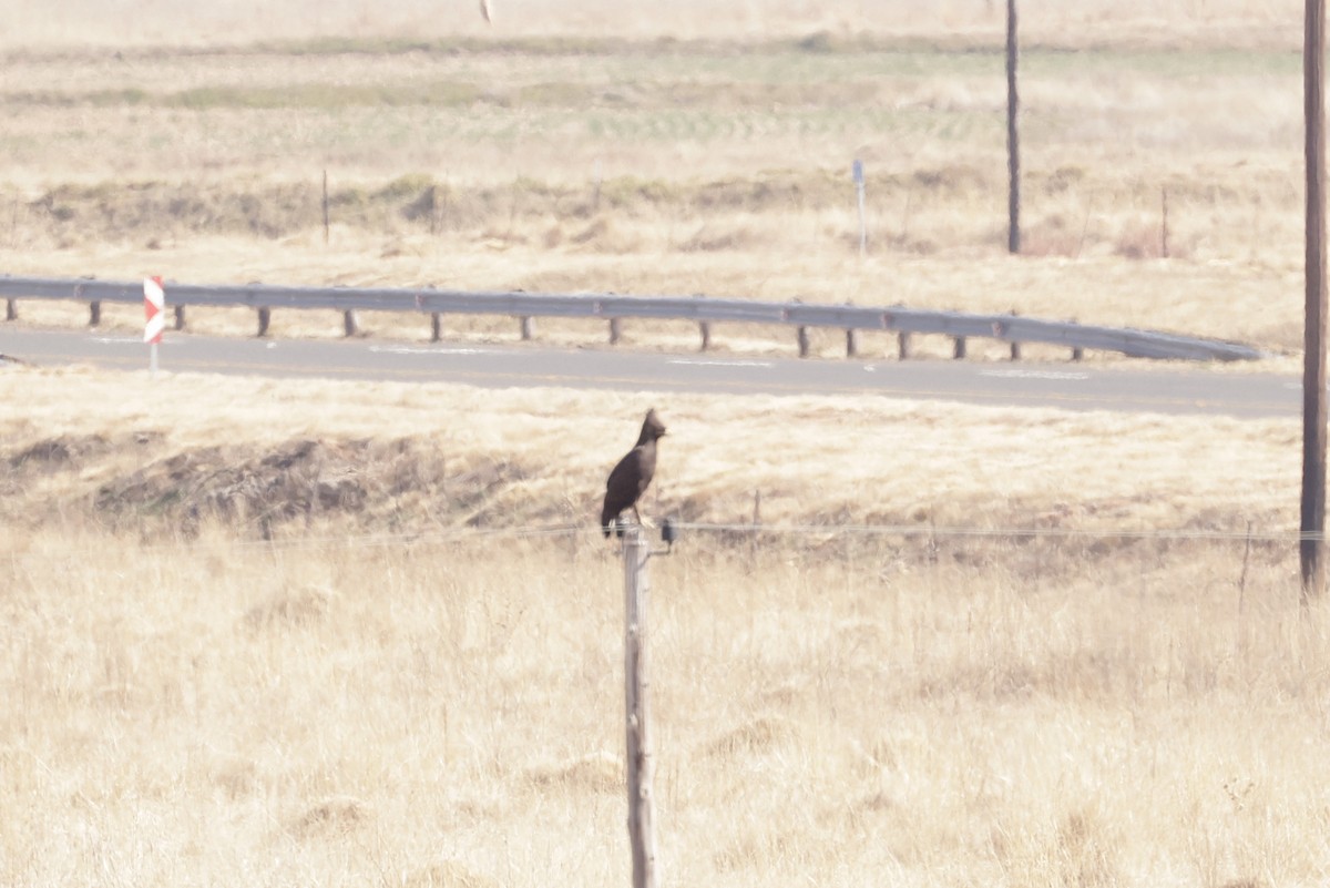 Long-crested Eagle - ML623435963