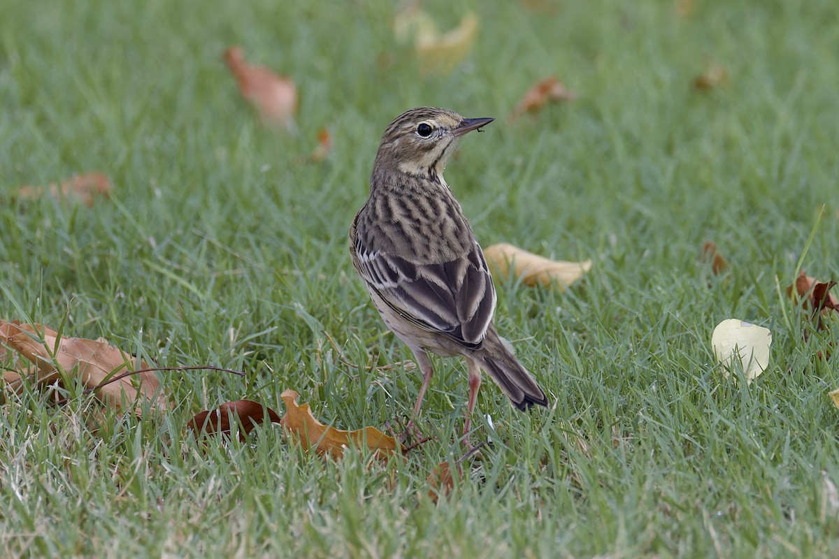 Tree Pipit - Ted Burkett