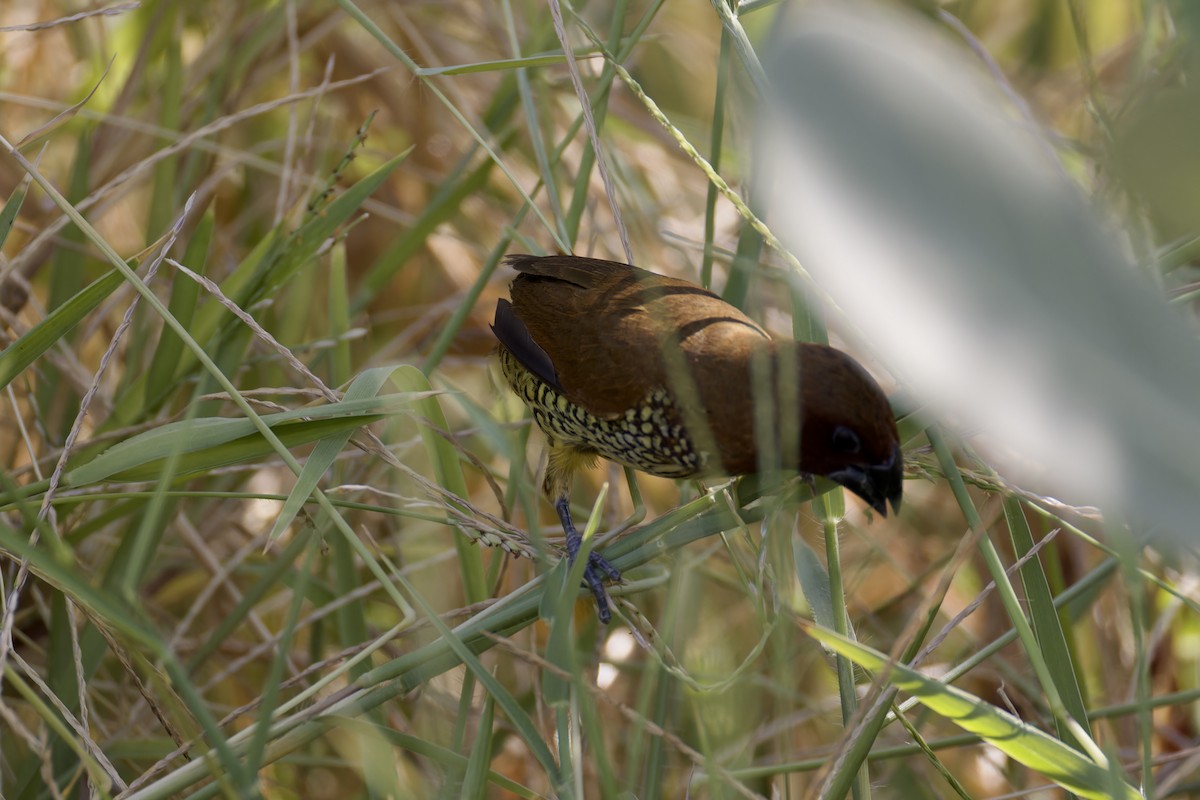 מוניה מפוספסת-חזה - ML623435987