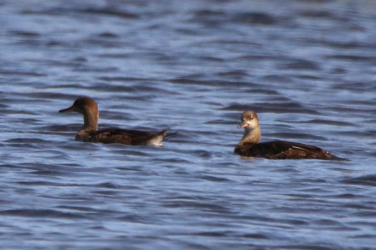 Hooded Merganser - Dave Brown