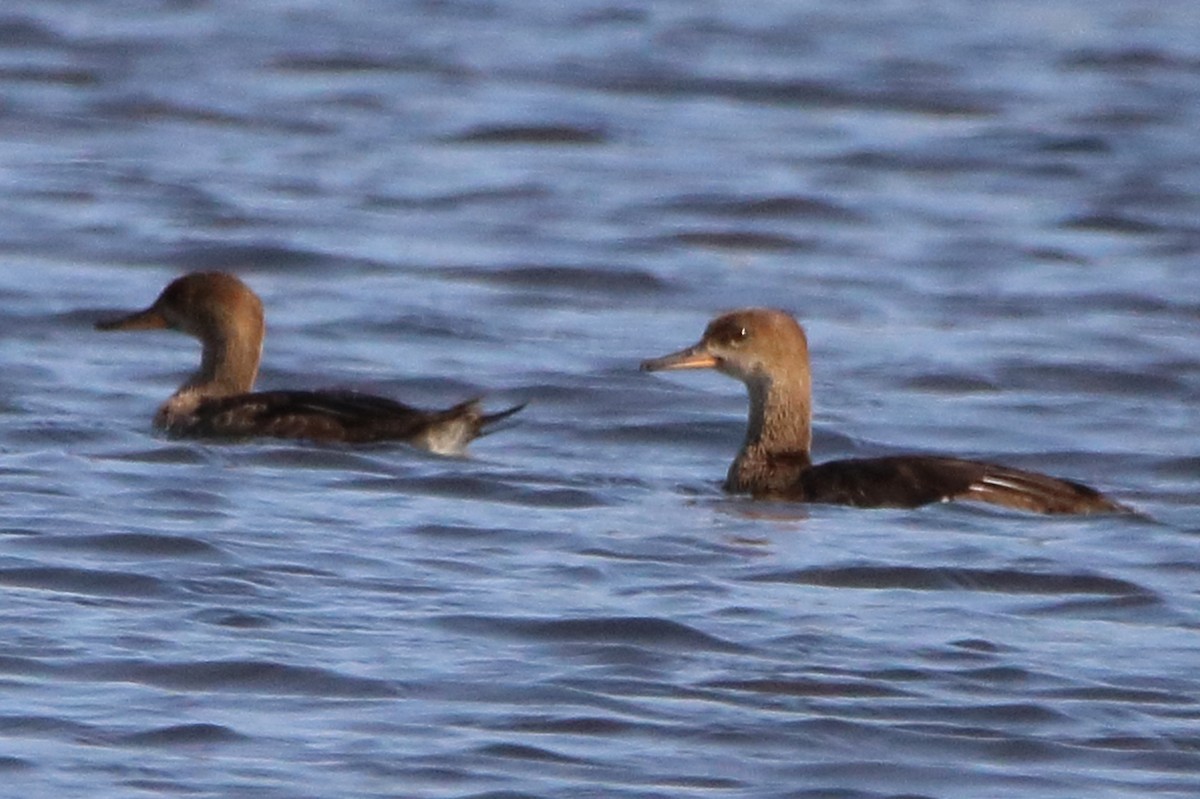 Hooded Merganser - ML623436110