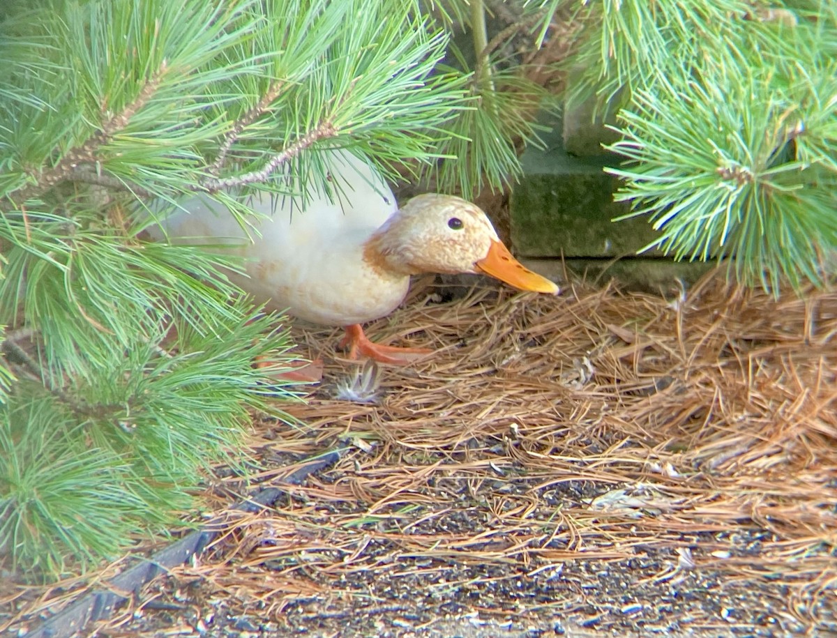 Mallard (Domestic type) - ML623436131