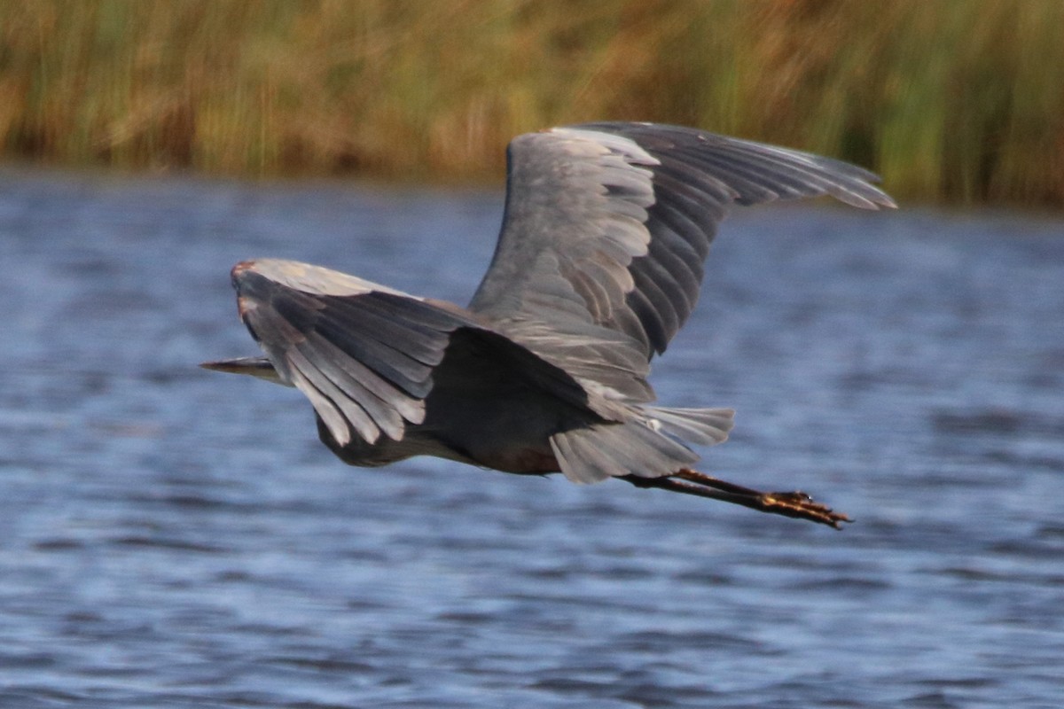 Great Blue Heron - Dave Brown