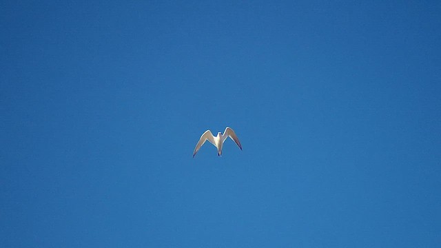 Sandwich Tern - ML623436158