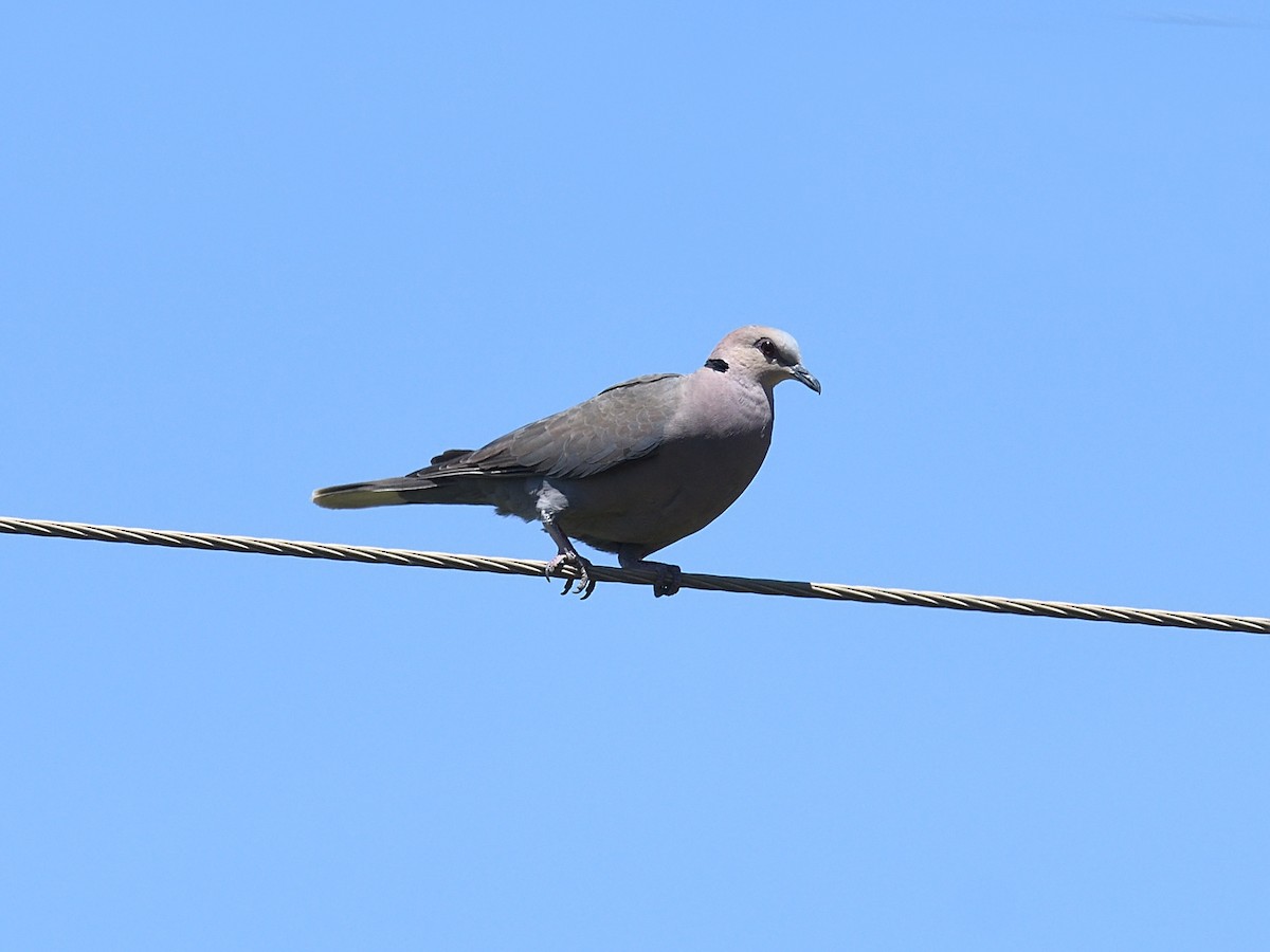 Red-eyed Dove - ML623436167