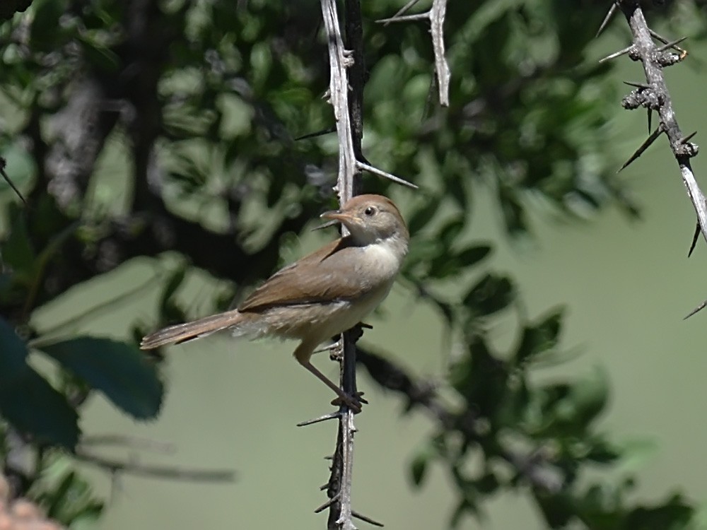 Rock-loving Cisticola (Lazy) - ML623436181