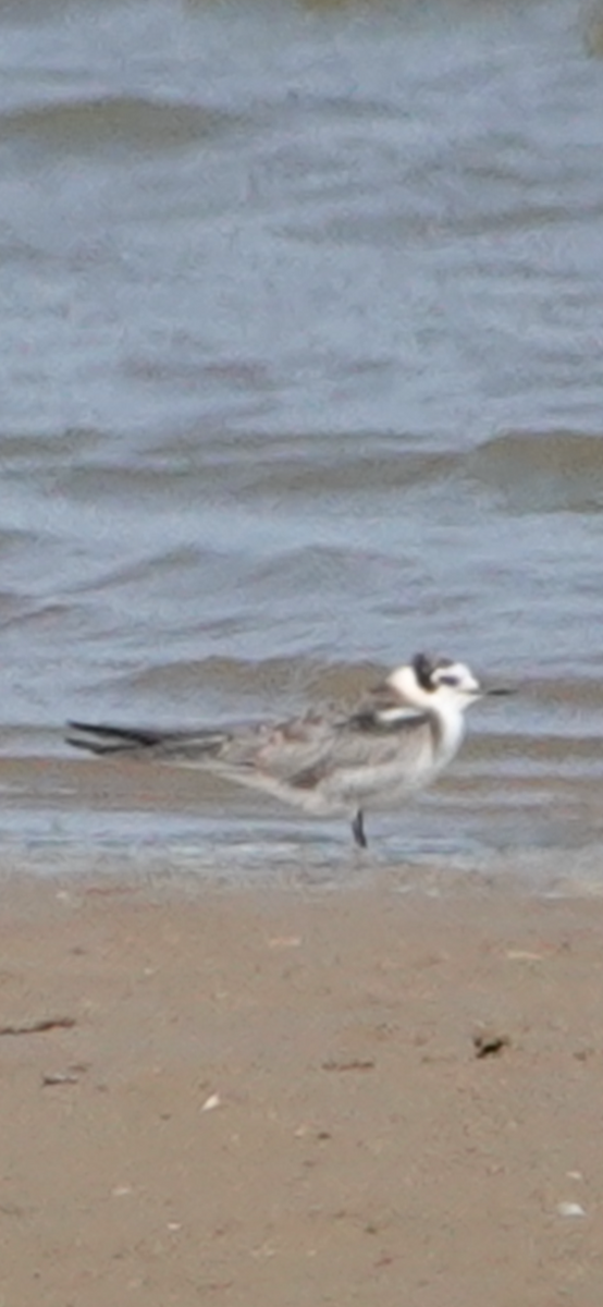 Black Tern - ML623436189