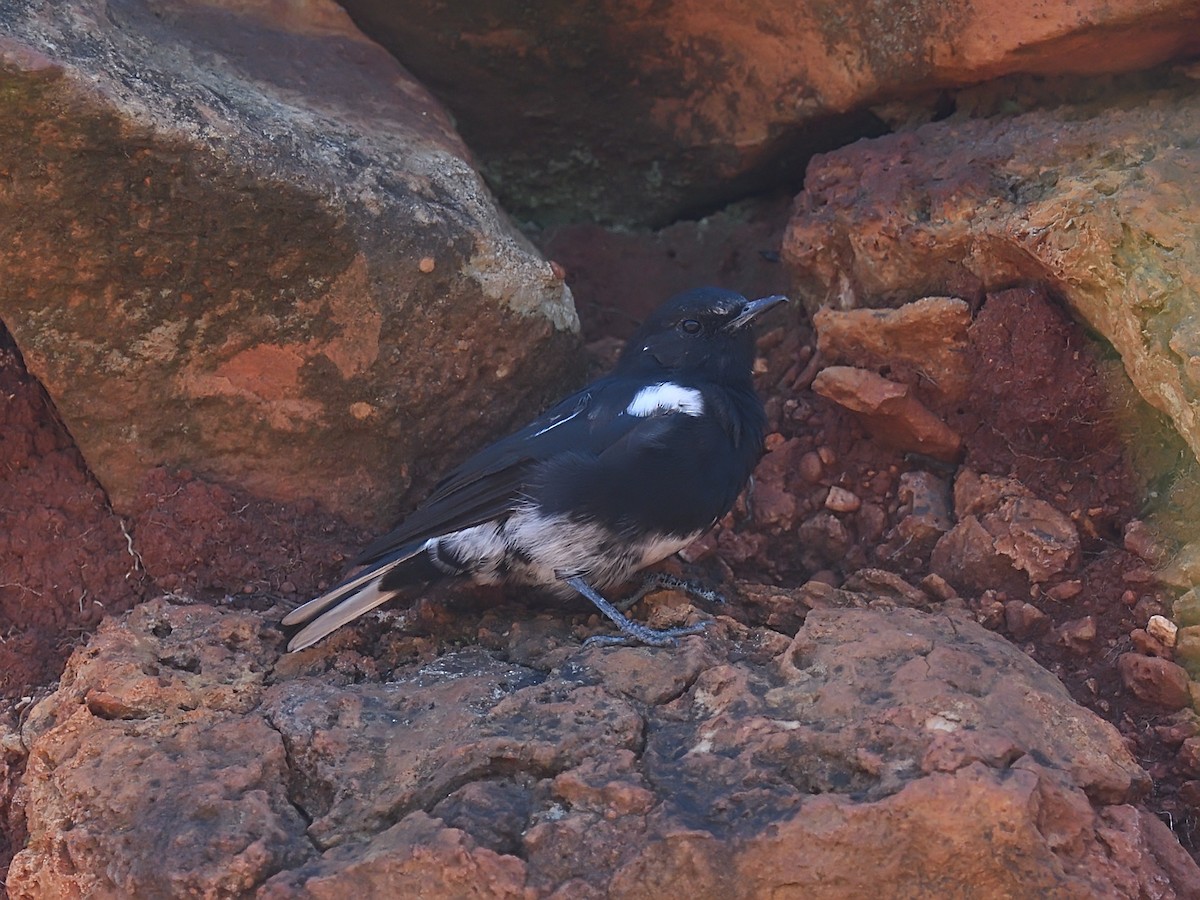 Mountain Wheatear - ML623436190