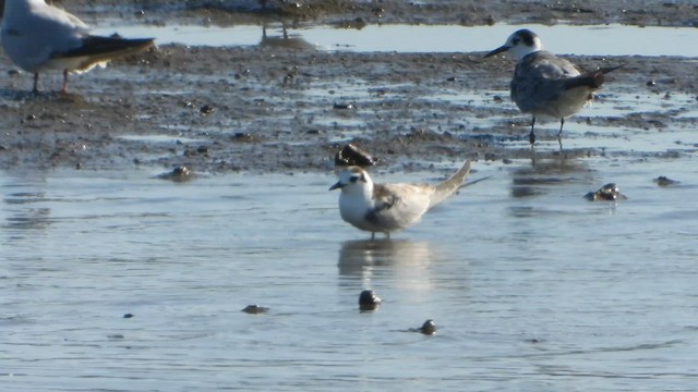 White-winged Tern - ML623436193