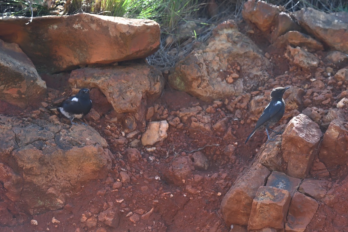 Mountain Wheatear - ML623436200