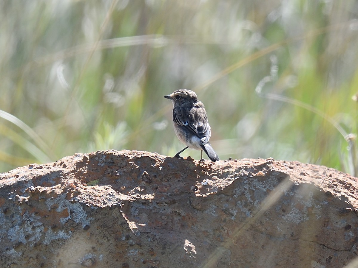 African Stonechat - ML623436262