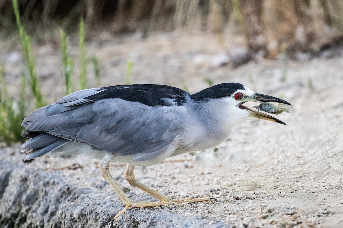 Black-crowned Night Heron - ML623436269