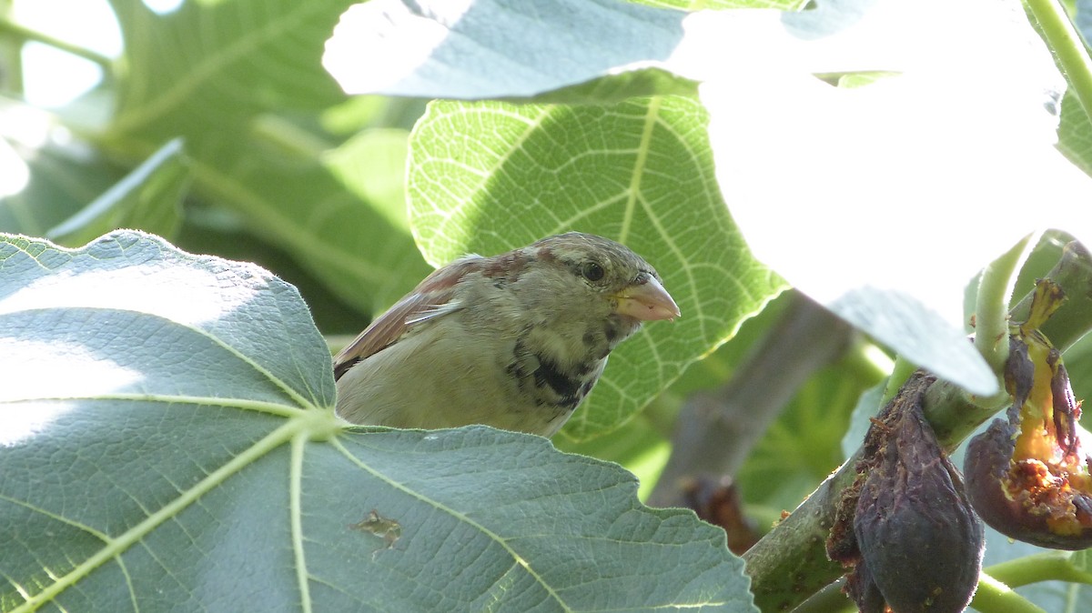 House Sparrow - ML623436276