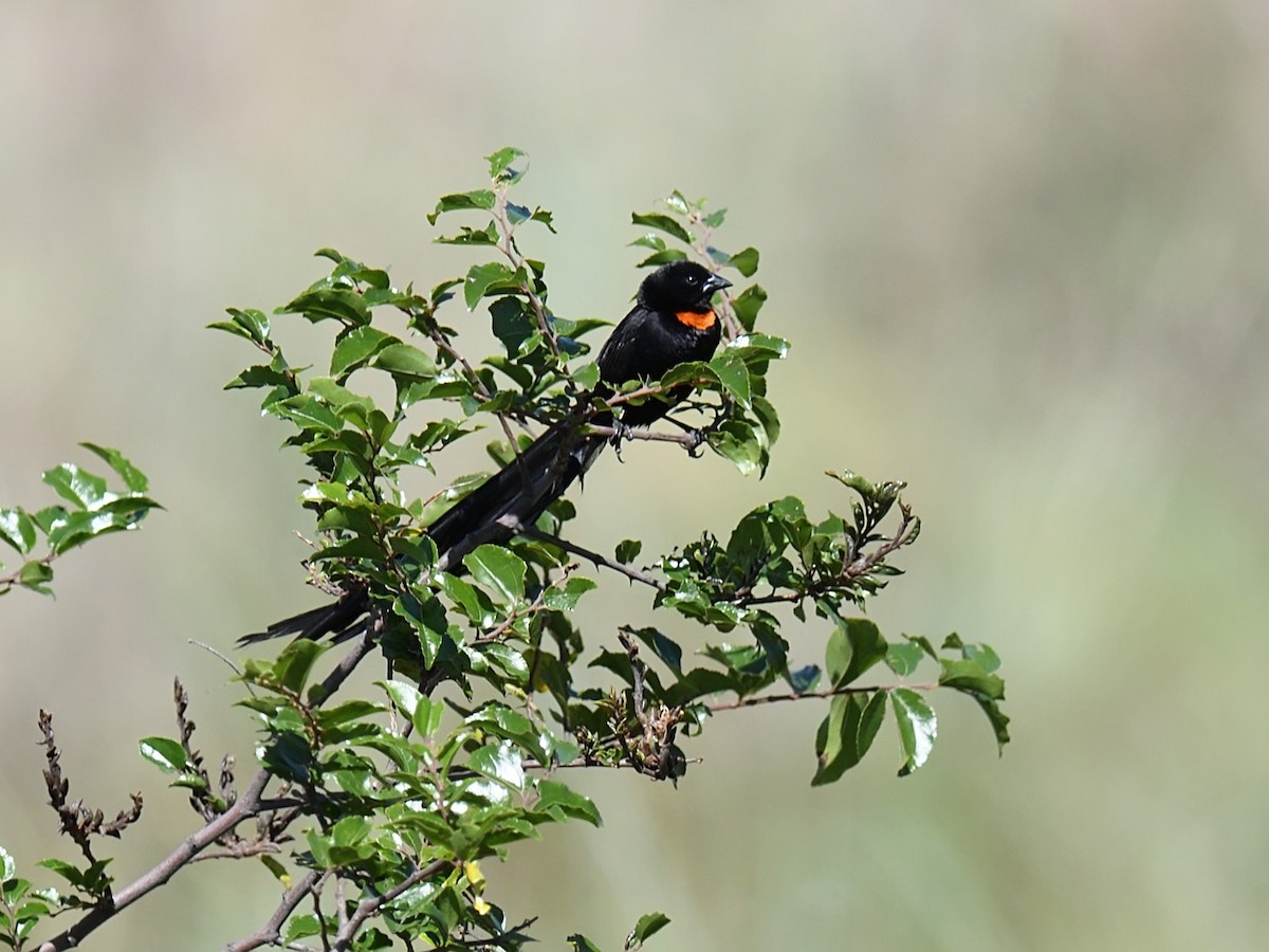 Red-collared Widowbird - ML623436277